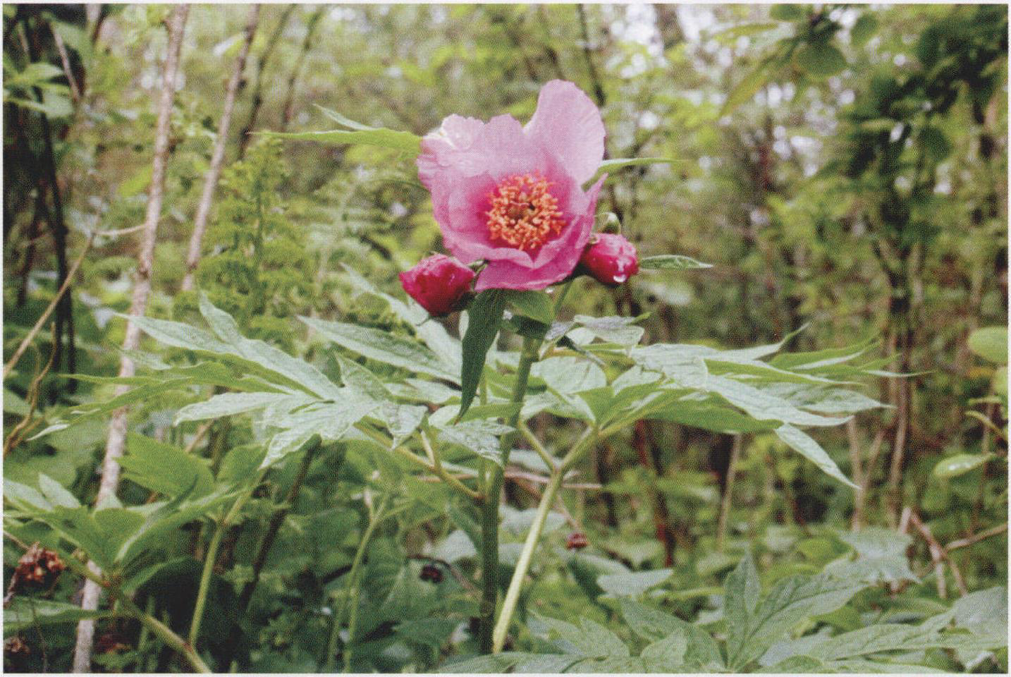 川赤芍